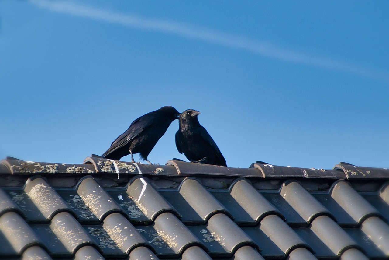 Jak zabezpieczyć dach przed ptakami?